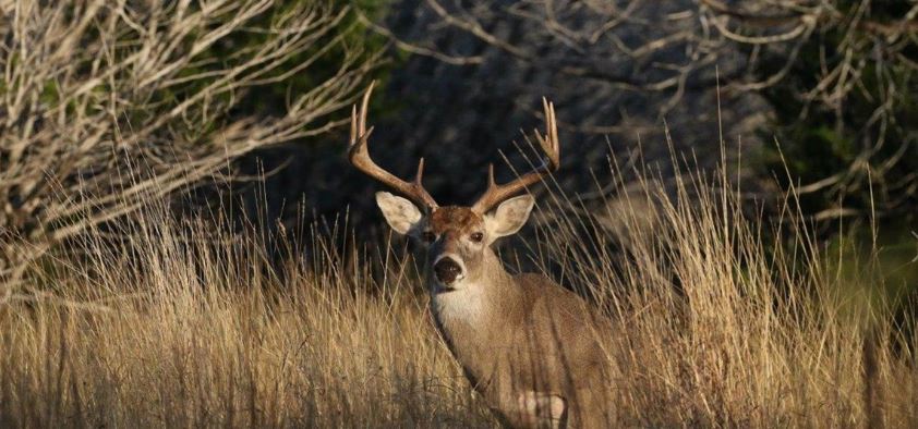 Our Company Specializes in White-tailed Deer Management