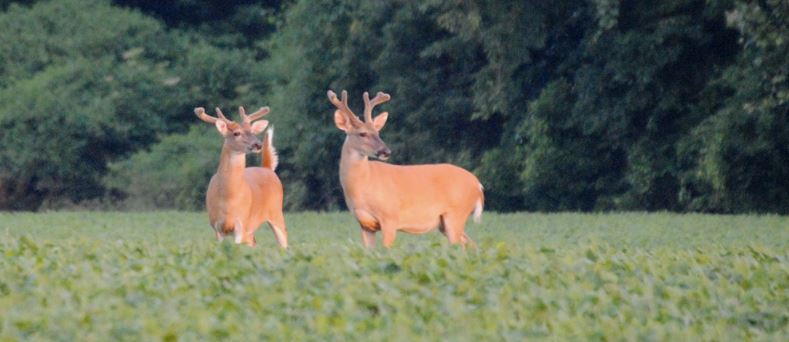 Food Plots for Texas Land Management
