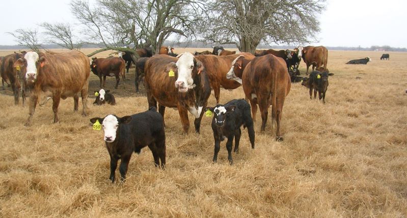 Texas Grazing Lease Consulting