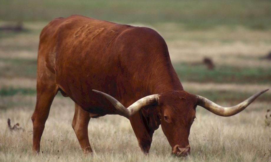 Texas Grazing Lease Consulting