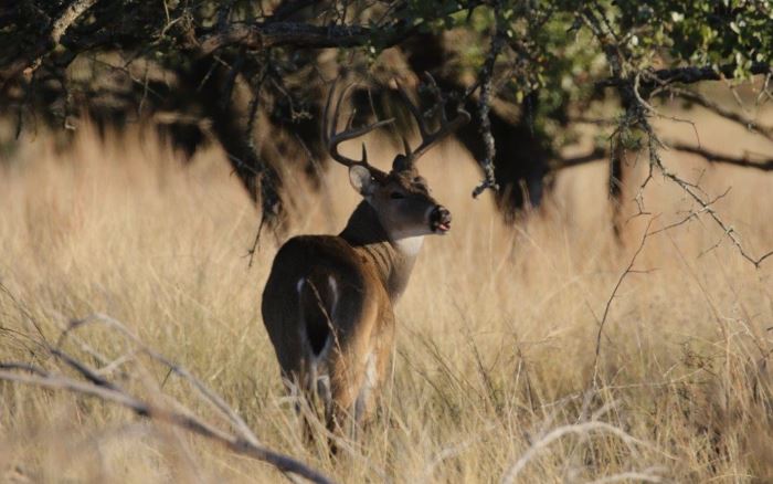 Leasing Land for Hunting in Texas