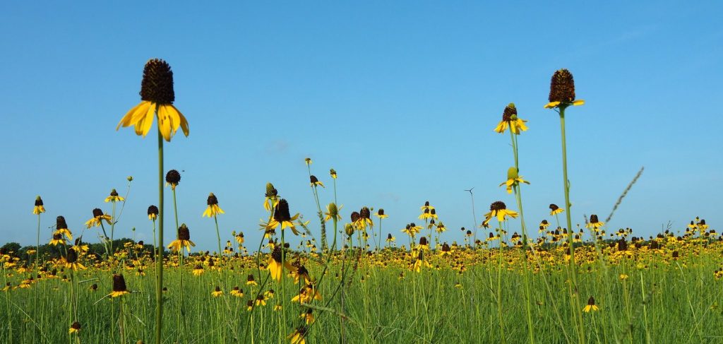 Texas Surface Consulting on Oil, Gas and More
